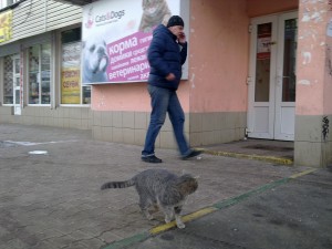 chat russe devant un magasin animalier