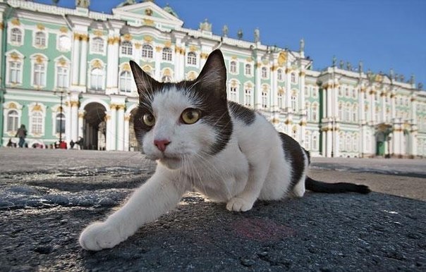 Les chats du musée de l'Ermitage – En Russie